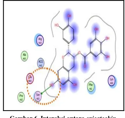 Gambar 8. Interaksi antara epigallocatechin gallate dengan enzim HMG-CoA reduktase. Ikatan terjadi antara atom hidroksi (-OH) pada gugus benzen epigallocatechin gallate dengan asam amino lisin (Lys 460)