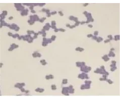 Gambar 1. Isolat bakteri gram positif berbentuk bulat (coccus)