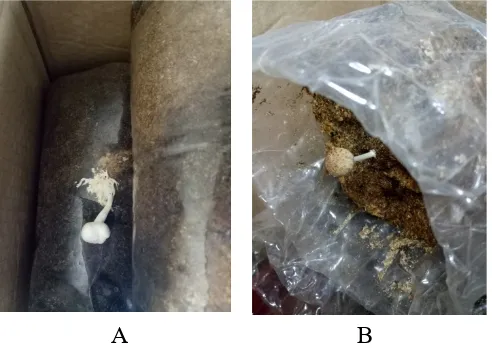 Gambar 3. Jamur tiram tumbuh pada perlakuan yang diberikan cahaya lampu 5 watt pada hari ke empat (A);Jamur tinta tumbuh pada perlakuan yang diberikan cahaya lampu 15 watt pada hari ke sembilan (B).