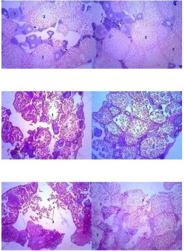 Gambar 7. Histologi gonad induk betina sepat siam menggunakan pewarnaan HE di akhir penelitian pada perlakuan FCO (atas), FOT (tengah) dan FOTG (bawah) dengan posisi membujur (kiri) dan melintang (kanan) dengan skala pembesaran 40x10