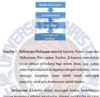 Gambar 2 . Mekanisme Hubungan antara β-karoten, Sistem Imun, dan 