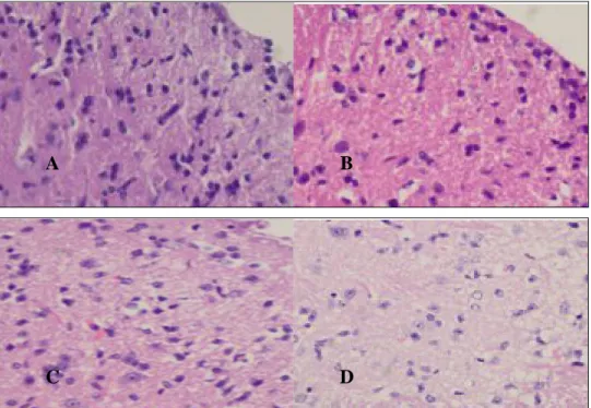 Gambar 5  Irisan Melintang  Bagian  Dorsal Horn dari  Spinal Cord Mencit dengan Nyeri  Inflamasi menggunakan Pewarnaan Haematoxylin Eosin pada Kelompok CFA (A)  dan Kelompok Perlakuan Gabapentin 10 nmol/mencit (B), Gabapentin 30  nmol/mencit (C) dan Gabape