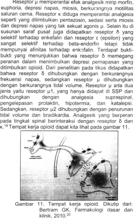Gambar ll.Tempat ketta opiOid.Dikutip da百 :