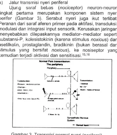 Gambar  3. Transmisi  normal  nyeri  (periferal).