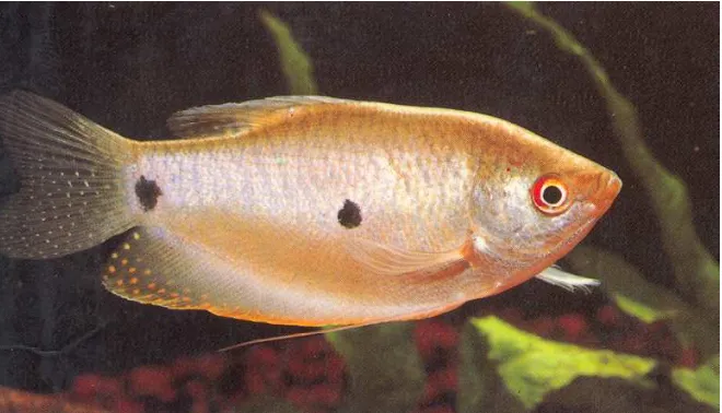 Gambar 2.Ikan sepat rawa (Trichopterus trichopterus Pall).