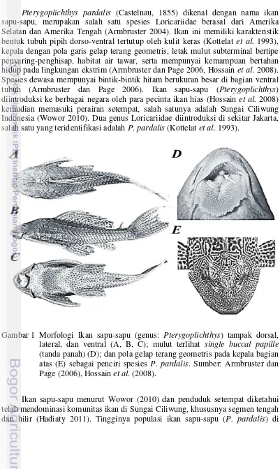 Gambar 1 Morfologi Ikan sapu-sapu (genus: Pterygoplichthys) tampak dorsal, 