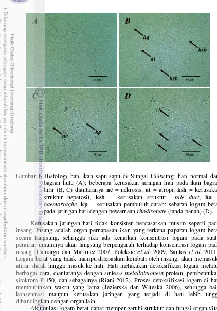 Gambar 6 Histologi hati ikan sapu-sapu di Sungai Ciliwung: hati normal dari 