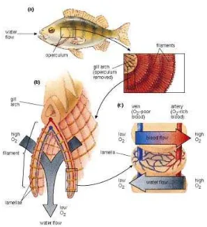 Gambar II. 2. Mekanisme Pernafasan Ikan (Prentice Hall, 2003) 
