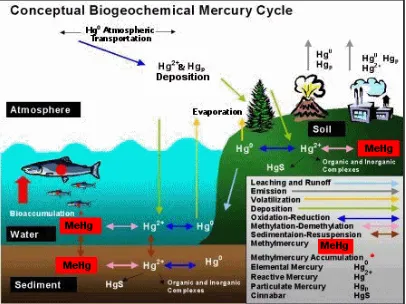 Gambar II. 1 Mekanisme Pencemaran Lingkungan Oleh Merkuri 