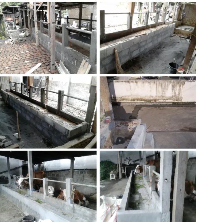 Gambar 5 Pembenahan kandang.  3.  Penyuluhan dan Pelatihan Pembuatan Instalasi Biogas Kotoran Sapi 