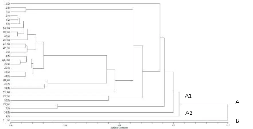 Gambar 1. Dendogram Variabilitas Genetik Kacang Bambara 