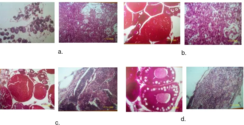 Gambar 2. Hasil histologi gonad Rasbora sp, untuk setiap substrat selama percobaan A. Eichornia crassipes, B