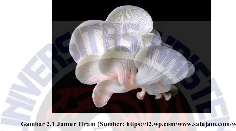 Gambar 2.1 Jamur Tiram (Sumber: https://i2.wp.com/www.satujam.com/wp-