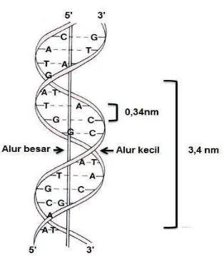 Gambar 11. Alur besar dan kecil pada struktur DNA dobel heliks 