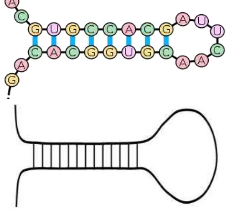 Gambar 12. Struktur jepit rambut molekul RNA 