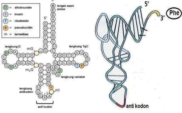 Gambar 13. Struktur tRNA 