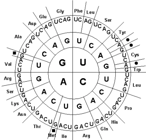 Gambar 14. Diagram sandi genetik (www.operon.com). Dibaca dari dalam keluar. 