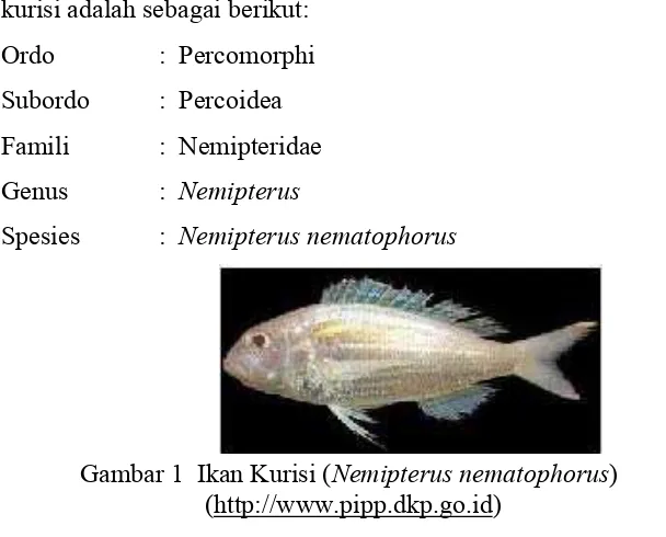 Tabel 1  Komposisi ikan kurisi (Nemipterus nematophorus) 