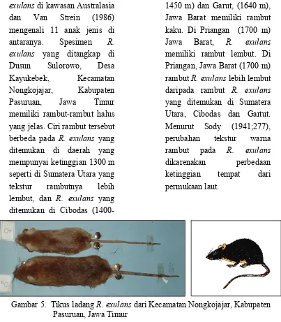 Gambar 5.  Tikus ladang R. exulans dari Kecamatan Nongkojajar, Kabupaten Pasuruan, Jawa Timur 