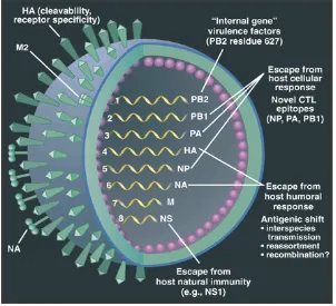 Gambar 2. Struktur dan segmen-segmen genom virus influenza  
