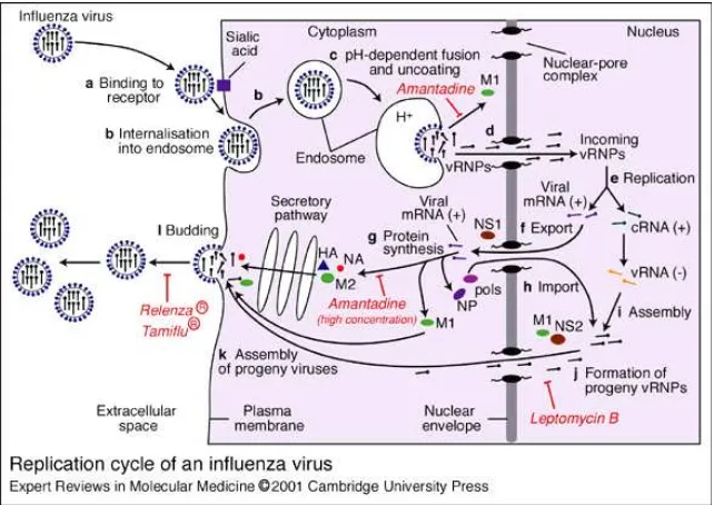 Gambar 3. Siklus replikasi virus influenza (Whittaker 2001) 