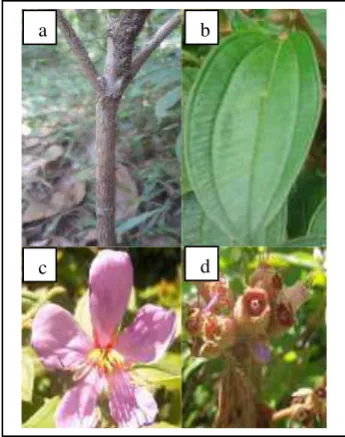 Gambar 1 Tumbuhan M. malabathricum L. di Desa Lero, Kecamatan Sindue. (a) Batang (caulis), (b) Daun (folium), (c) Bunga (flos), (d) Buah (fructus)