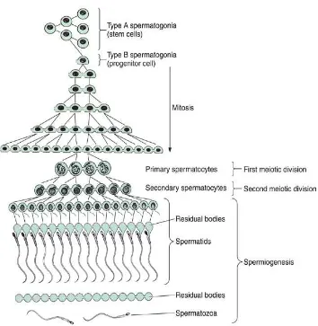 Gambar 2.1. Proses Spermatogenesis dan Spermiogenesis (Dikutip dari Junqueira, 2004) 