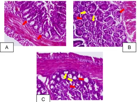 Gambar  1.  Histopatologi  Kalon  (keterangan  :  A:  Kontrol  Negatif,  B:  Kontrol  Positif,  C:  Perlakuan  Ekstrak  750mg/kgBB