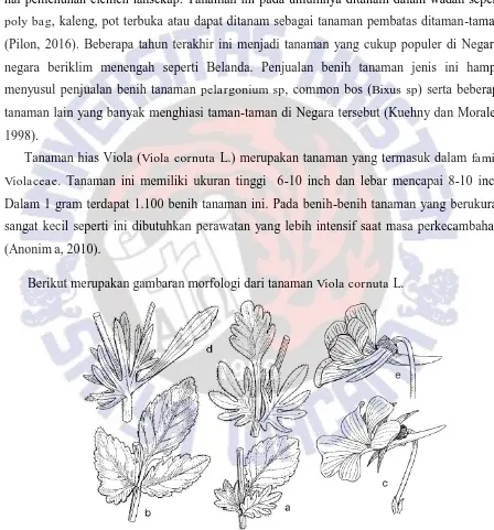 Gambar 2.1. Gambar Morfologi Tanaman Viola cornuta L. (Saule, 1991). 