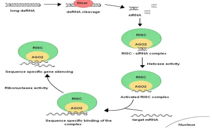 Figure 1. A simplistic overview of the RNA interference pathway. 