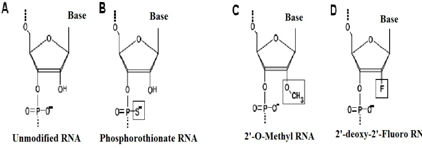 Figure 2.The modification of sugars in nuclease resistant RNA.19 Unmodified RNA (B) RNA with phosphorothioate backbone linkage (C) RNA with internal 2’-O-methyl-ribose modification (D) RNA with internal 2’-deoxy-2’-fluoro-ribose modification