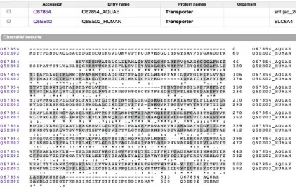 Figure 2. Alignment of human SERT and LeuT  resulted from global alignment/Clustal W by using Pfam database.14 