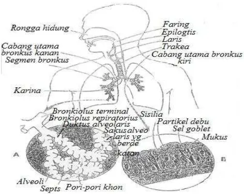 Gambar 1.  Saluran Pernafasan A) Unit fungsional paru.bagian dalam            B) Membran mukosa bersilia (3,4) 