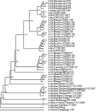 Figure 1. Phylogenetic relationships between H5N1 virus NS1 gene fragment which comprised of 47 isolates from Indonesia and other countries in Asia