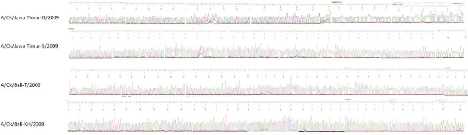 Figure 4. The sequencing results on clinical samples of poultry originates from East Java and Bali by using primers design to amplify the end of the C terminus of the NS gene of H5N1 AI virus