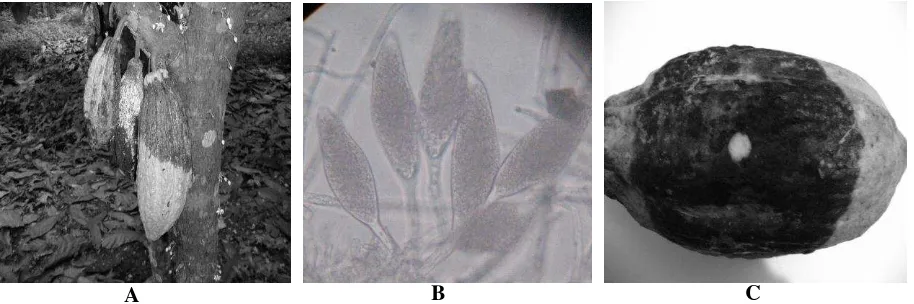 Gambar 1. Buah Kakao yang Terserang        P. palmivora (A); Patogen P. palmivora yang Telah Diisolasi dari Buah Kakao, Diamati di Bawah Mikroskop Pembesaran 200x (B) dan Bercak Coklat Kehitaman yang Terlihat  pada Buah Sebagai Hasil Uji Patogenitas Isolat