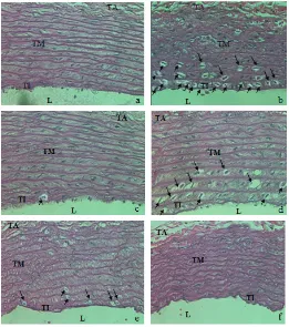 Figure 1. Formation of foam cells in aortic rats