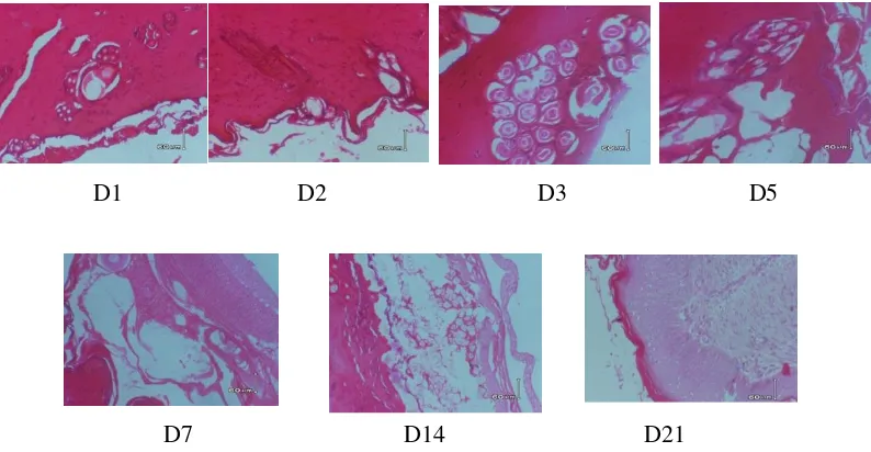 Gambar 4. Hasil uji histopatologi dan diagnosa kelompok kelinci 4 pada  hari 1, 2, 3, 5, 7, 14 dan 21 