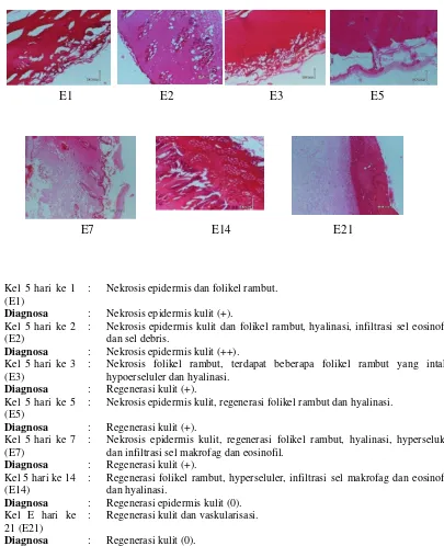 Gambar 5 : Uji histopatologi dan diagnosa kelompok kelinci 5 pada hari 1, 2, 3, 5, 7, 14 dan 21 