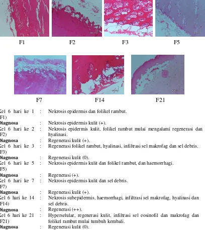 Gambar 6. Uji histopatologi dan diagnose kelompok kelinci 6 pada hari 1, 2, 3, 5, 7, 14 dan 21 