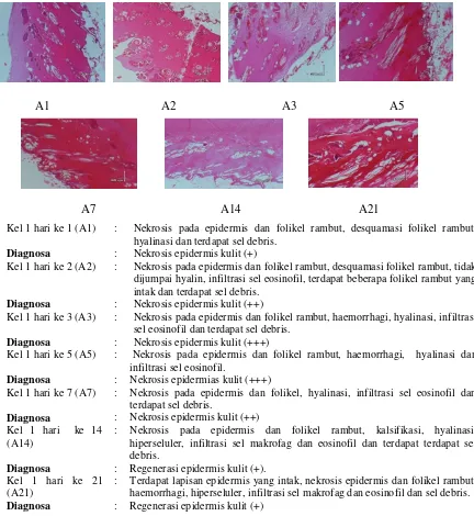 Gambar 1. Hasil uji histopatologi dan diagnosa kelompok kelinci 1 pada hari 1, 2, 3, 5, 7, 14 dan 21 