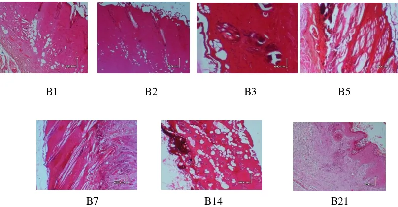 Gambar 2 : Hasil uji histopatologi dan diagnosa kelompok kelinci 2 hari 1, 2, 3, 5, 7, 14 dan 21 