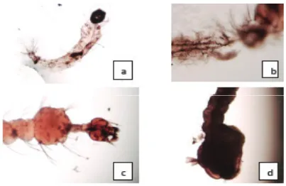 Gambar 2 . Kondisi larva dan pupa yang rusak karena infasi spora di larva nyamuk. a. spora dan doc : Balai Litbang P2B2 Banjarnegara Tahun 2015                    hifa yang menyelimuti nyamuk uji,kepala yang abnormal