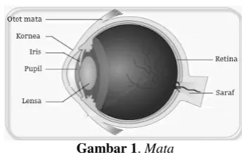 Gambar 1. Mata 