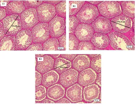 Gambar 4.  Fotomikrograf Tubulus Seminiferus Kelompok Kontrol (K0), Puasa 10 Jam (K1), dan Puasa 12 