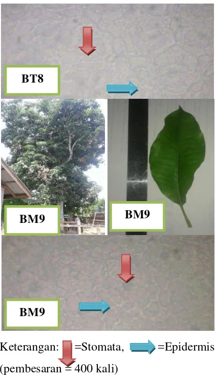Gambar 4. Bentuk kanopi, daun dan anatomi daun tanaman mangga pada aksesi BT1, BT8 dan BM9 di Desa Bahomoleo dan Desa Bente, Kecamatan Bungku Tengah