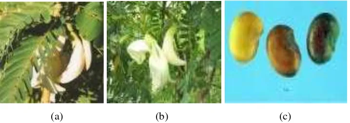 Gambar 4. Bentuk Daun,Bunga (a dan b) Biji Polong Turi(c) 