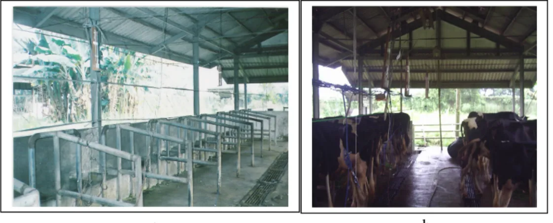 Gambar 4  Kandang sapi perah FH penelitian (a) dan sapi perah FH (b)  Peralatan 