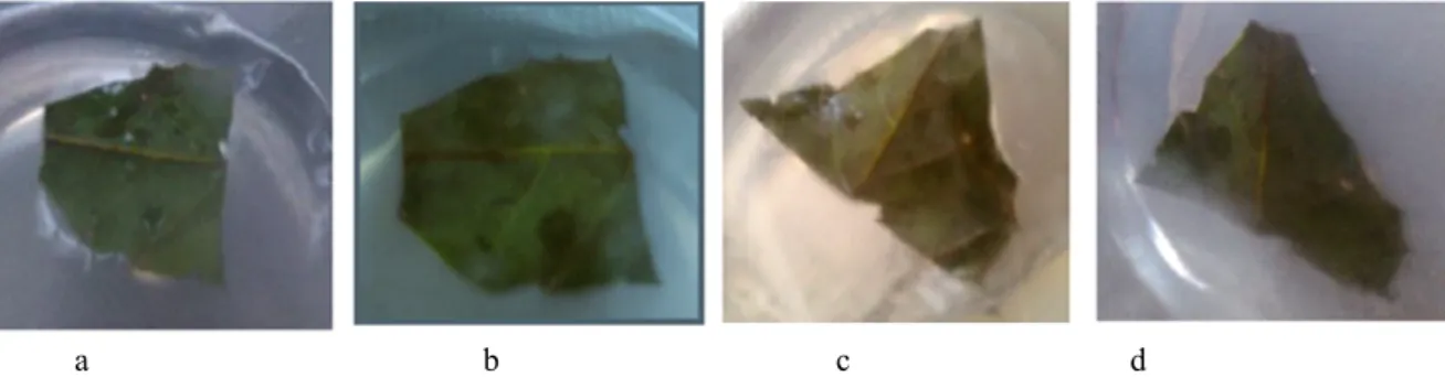 Figure 1.  The beginning of planting, the color of the leaves is still green (a), the first week, the current part brown leaves (b), the second week leaf surface brown (c), the fourth week, leaf surface brown (d)