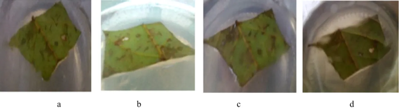 Figure 4  Rambutan leaves in Woody Plant Medium (WPM) media with growth regulator IBA: Kinetin (2: 3)
